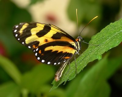 Mechanitis Butterfly