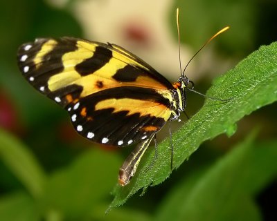 Mechanitis Butterfly