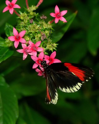 Heliconius Butterfly