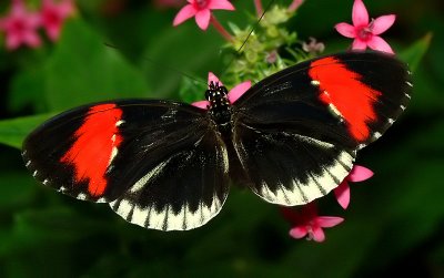 Heliconius Butterfly