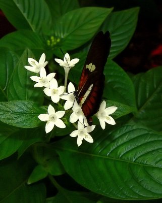 Heliconius butterfly