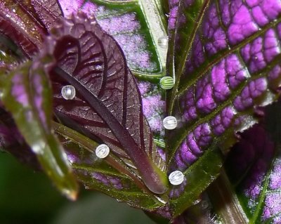 Malachite Butterfly Eggs