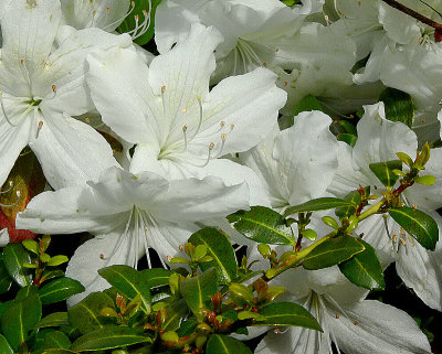 White Azaleas