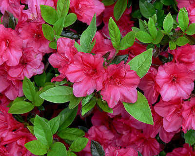 Red Azaleas