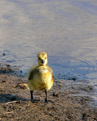 Canada Goose Chick