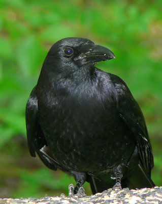 Crow <))