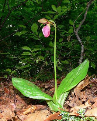 Pink Lady Slipper