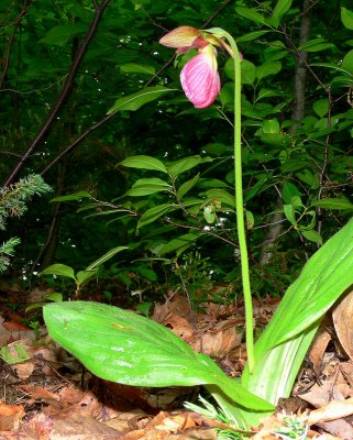 Pink Lady Slipper