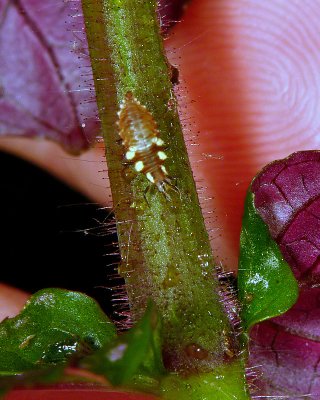 Lacewing Larvae