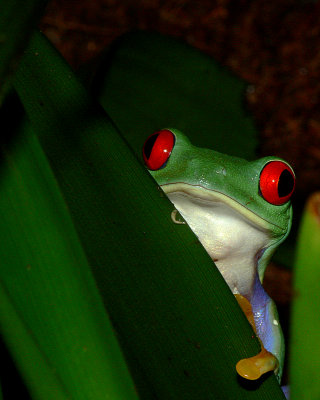 Red-Eyed Tree Frog