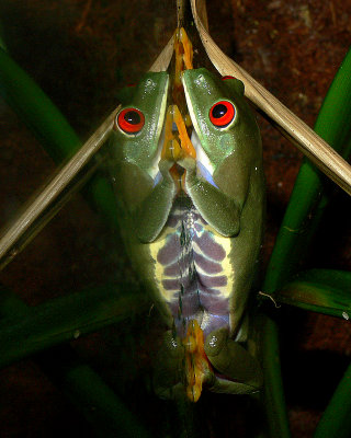 Red-Eyed Tree Frog