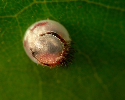 Blue Morpho Hatching