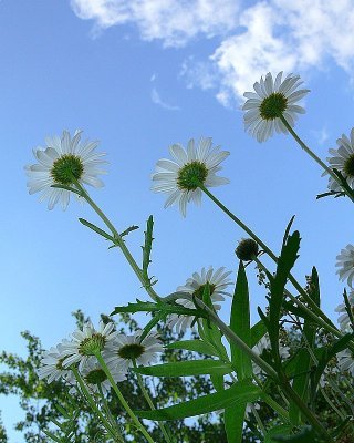 Upsee Daisies