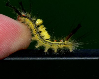 White-marked Tussock Moth Caterpillar