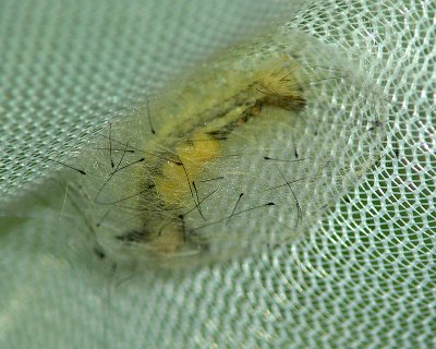 White-marked Tussock Moth Cocoon