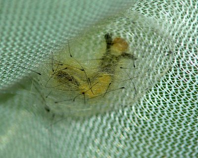 White-marked Tussock Moth Cocoon