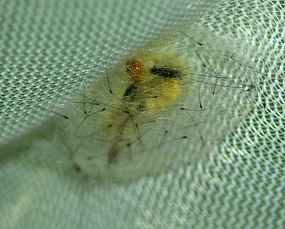  White-marked Tussock Moth Cocoon
