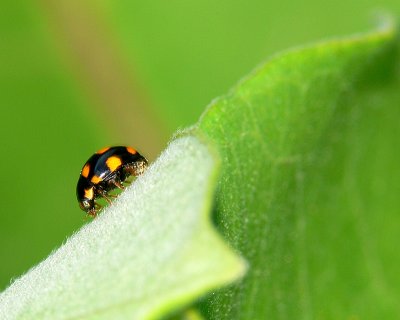 Orange-spotted Lady Beetle