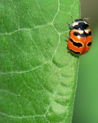 Three Banded Lady Beetle