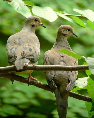Mourning Doves <))