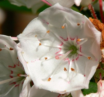 Mountain Laurel