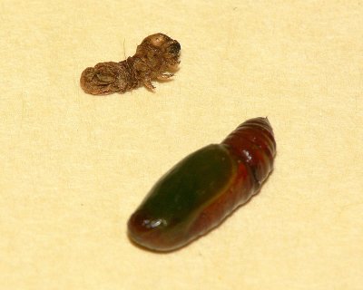 Pupa  - unknown Tussock Moth