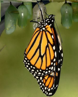 Monarch Metamorphosis