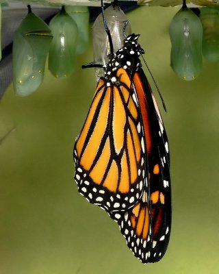 Monarch Metamorphosis