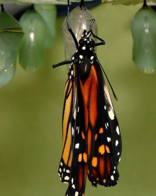 Monarch Metamorphosis