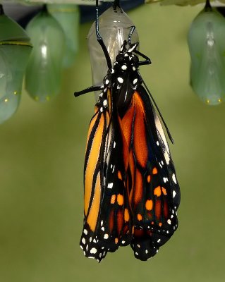 Monarch Metamorphosis