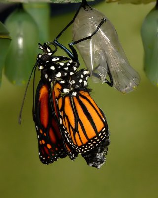 Monarch Metamorphosis