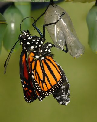 Monarch Metamorphosis