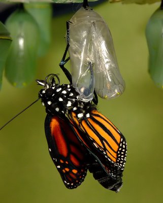 Monarch Metamorphosis