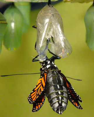 Monarch Metamorphosis