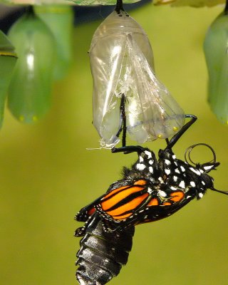 Monarch Metamorphosis