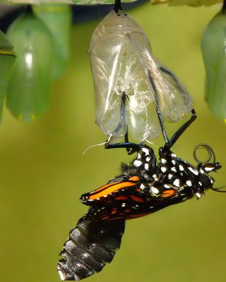 Monarch Metamorphosis