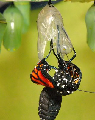 Monarch Metamorphosis