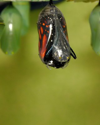 Monarch Metamorphosis