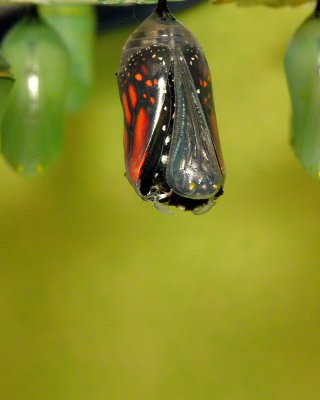 Monarch Metamorphosis