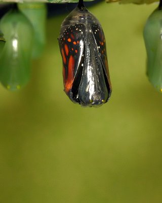 Monarch Metamorphosis