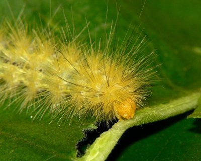 Yellow-Bear Caterpillar