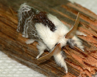 Tolype Moth Dorsal View