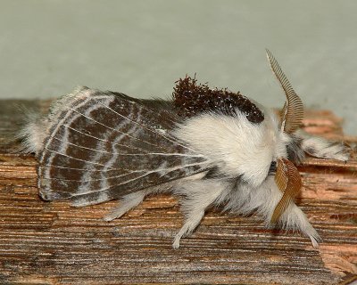 Tolype Moth Lateral View.