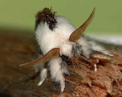 Tolype Moth Head View