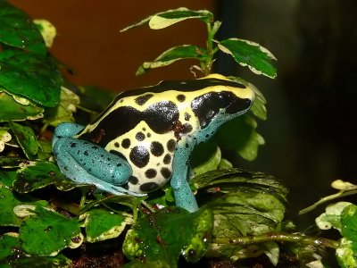 Patrisha Poison Dart Frog