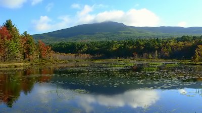 Nature's Reflections