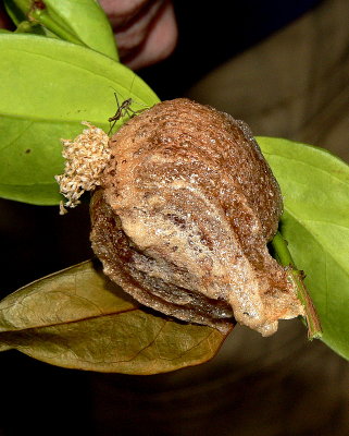 Mantis Egg Case