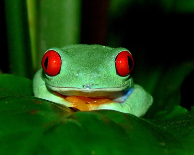 Red-Eyed Frog