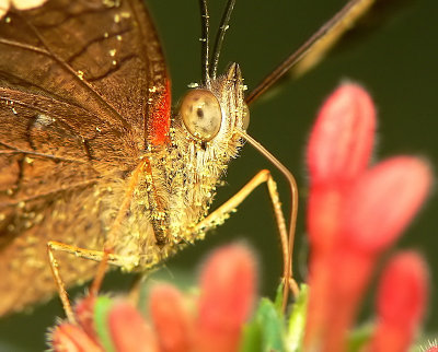 Banded Peacock