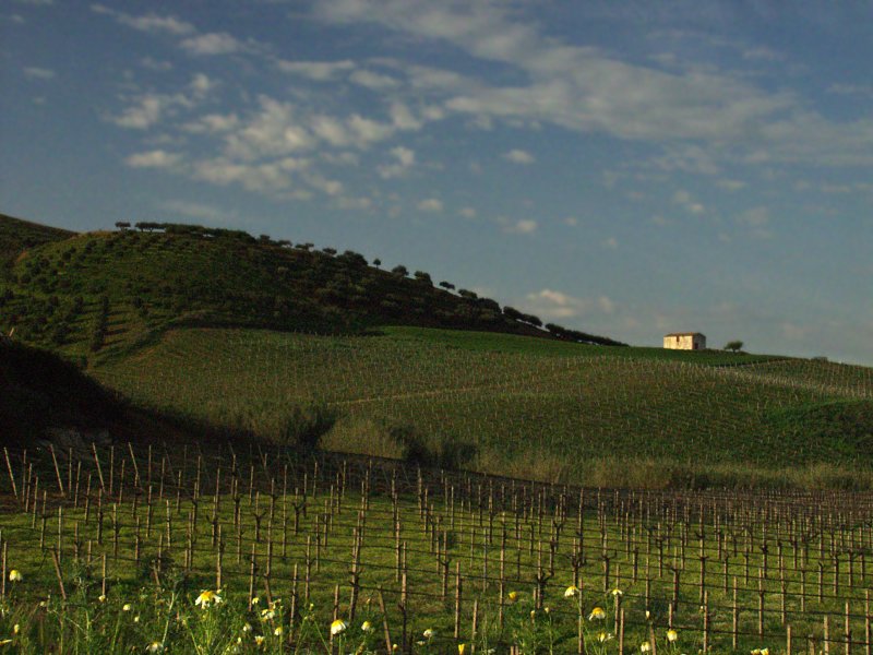Vineyard - Real life painting